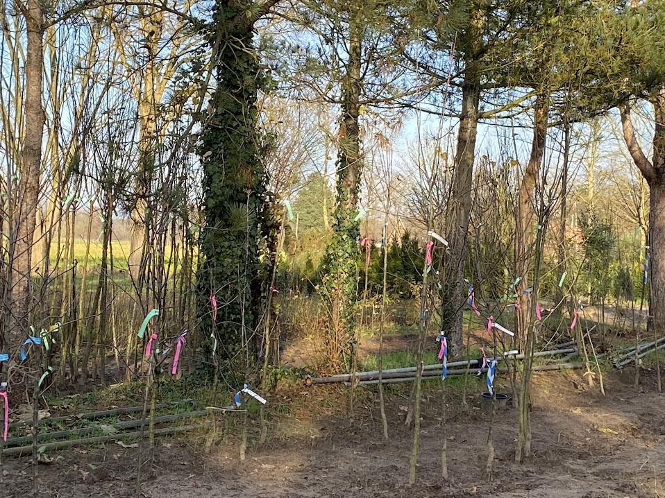 Obstbaumbestellungen